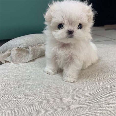 Maltipoo puppies for sale in florida $600. Things To Know About Maltipoo puppies for sale in florida $600. 